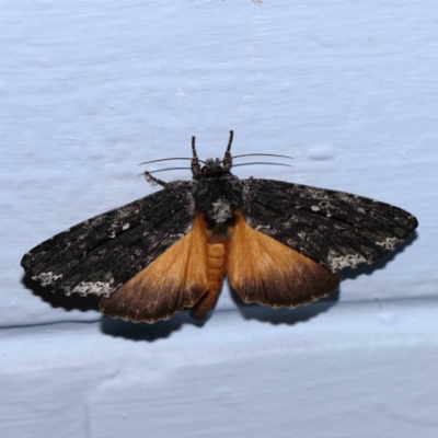Neola semiaurata (Wattle Notodontid Moth) at Turner, ACT - 12 Jan 2024 by ConBoekel