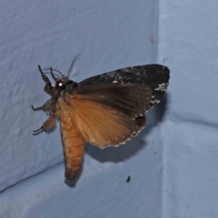 Neola semiaurata at Turner, ACT - 12 Jan 2024