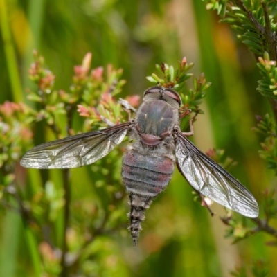 Trichophthalma sp. (genus) (Tangle-vein fly) at Tallaganda State Forest - 12 Jan 2024 by DPRees125