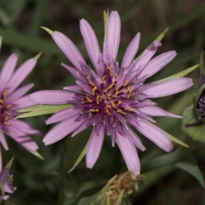 Tragopogon porrifolius subsp. porrifolius (Salsify, Oyster Plant) at Fyshwick, ACT - 8 Jan 2024 by AlisonMilton