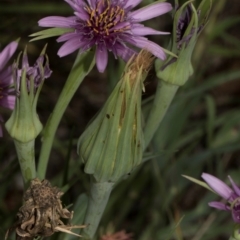 Tragopogon porrifolius subsp. porrifolius at Fyshwick, ACT - 9 Jan 2024