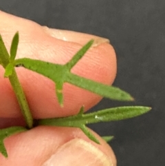 Haloragis heterophylla (Variable Raspwort) at Kangaroo Valley, NSW - 13 Jan 2024 by lbradley