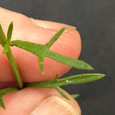 Haloragis heterophylla (Variable Raspwort) at Kangaroo Valley, NSW - 13 Jan 2024 by lbradley