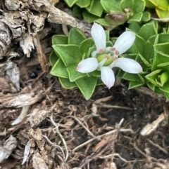 Rhytidosporum alpinum at The Tops at Nurenmerenmong - 11 Jan 2024