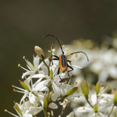 Stenoderus suturalis at QPRC LGA - 12 Jan 2024