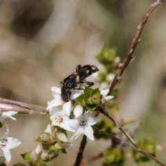 Eleale pulchra (Clerid beetle) at QPRC LGA - 12 Jan 2024 by DPRees125