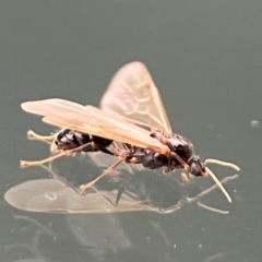 Formicidae (family) at Amaroo, ACT - 13 Jan 2024