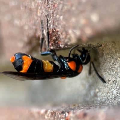 Pterygophorus cinctus (Bottlebrush sawfly) at Lyneham, ACT - 13 Jan 2024 by Hejor1