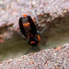 Pterygophorus cinctus at Sullivans Creek, Lyneham North - 13 Jan 2024