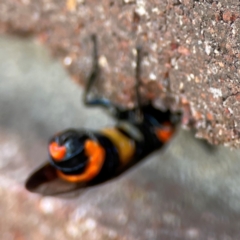 Pterygophorus cinctus at Sullivans Creek, Lyneham North - 13 Jan 2024