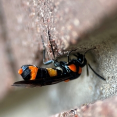 Pterygophorus cinctus at Sullivans Creek, Lyneham North - 13 Jan 2024