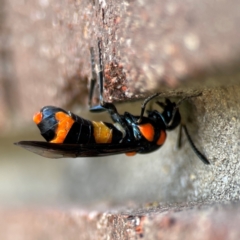 Pterygophorus cinctus at Sullivans Creek, Lyneham North - 13 Jan 2024