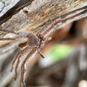 Isopeda canberrana at suppressed - 13 Jan 2024