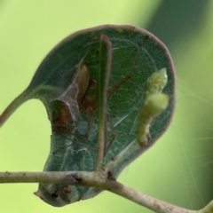 Unidentified Other hunting spider at Sullivans Creek, Lyneham North - 13 Jan 2024 by Hejor1