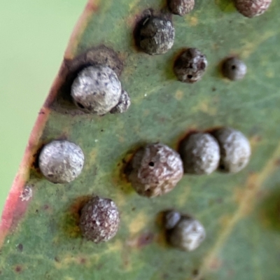 Unidentified Eucalyptus Gall at Lyneham, ACT - 13 Jan 2024 by Hejor1