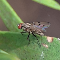 Anthomyia punctipennis at Lyneham, ACT - 13 Jan 2024 by Hejor1