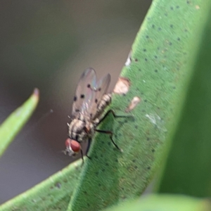 Anthomyia punctipennis at Sullivans Creek, Lyneham North - 13 Jan 2024