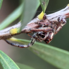 Opisthoncus sp. (genus) (Unidentified Opisthoncus jumping spider) at Sullivans Creek, Lyneham North - 13 Jan 2024 by Hejor1