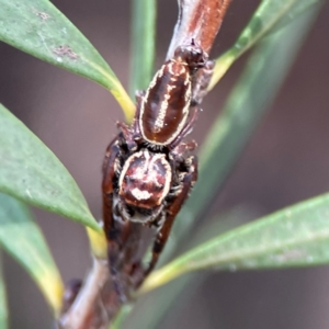 Opisthoncus sp. (genus) at Sullivans Creek, Lyneham North - 13 Jan 2024