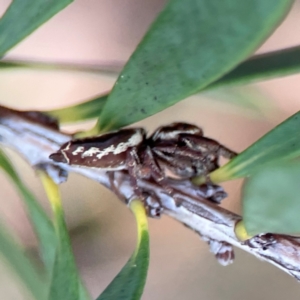 Opisthoncus sp. (genus) at Sullivans Creek, Lyneham North - 13 Jan 2024