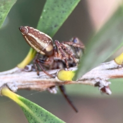 Opisthoncus sp. (genus) at Sullivans Creek, Lyneham North - 13 Jan 2024