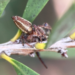 Opisthoncus sp. (genus) at Sullivans Creek, Lyneham North - 13 Jan 2024