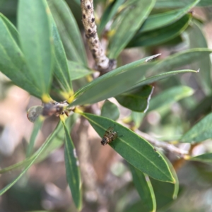 Opisthoncus sp. (genus) at Sullivans Creek, Lyneham North - 13 Jan 2024