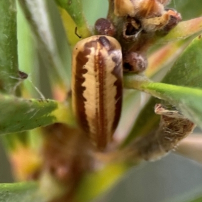 Ellipsidion australe at Lyneham, ACT - 13 Jan 2024 by Hejor1