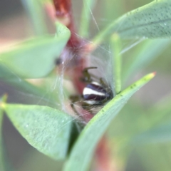 Deliochus zelivira at Sullivans Creek, Lyneham North - 13 Jan 2024