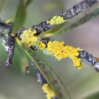 Lichen - crustose at Sullivans Creek, Lyneham North - 13 Jan 2024 by Hejor1