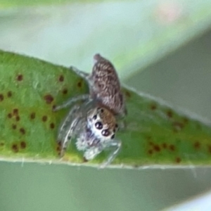 Opisthoncus sp. (genus) at Sullivans Creek, Lyneham North - 13 Jan 2024