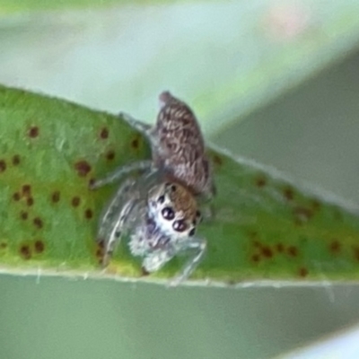 Opisthoncus sp. (genus) (Unidentified Opisthoncus jumping spider) at Sullivans Creek, Lyneham North - 13 Jan 2024 by Hejor1