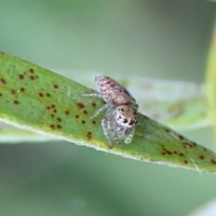 Opisthoncus sp. (genus) at Sullivans Creek, Lyneham North - 13 Jan 2024