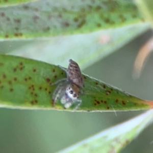 Opisthoncus sp. (genus) at Sullivans Creek, Lyneham North - 13 Jan 2024