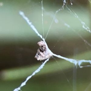 Philoponella congregabilis at Sullivans Creek, Lyneham North - 13 Jan 2024