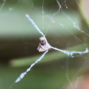 Philoponella congregabilis at Sullivans Creek, Lyneham North - 13 Jan 2024