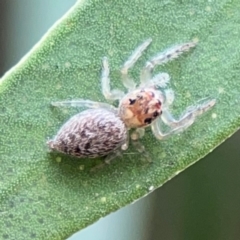 Opisthoncus grassator (Jumping spider) at Lyneham, ACT - 13 Jan 2024 by Hejor1