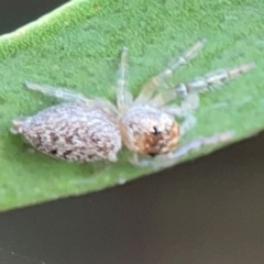 Opisthoncus grassator at Sullivans Creek, Lyneham North - 13 Jan 2024