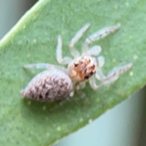 Opisthoncus grassator at Sullivans Creek, Lyneham North - 13 Jan 2024