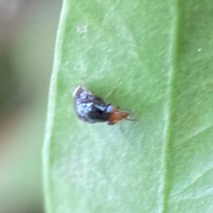 Depressa sp. (genus) at Sullivans Creek, Lyneham North - 13 Jan 2024