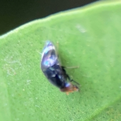 Depressa sp. (genus) at Sullivans Creek, Lyneham North - 13 Jan 2024