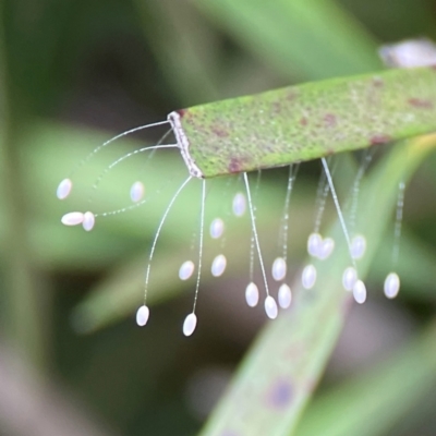 Neuroptera (order) (Unidentified lacewing) at Sullivans Creek, Lyneham North - 13 Jan 2024 by Hejor1