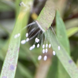 Neuroptera (order) at Sullivans Creek, Lyneham North - 13 Jan 2024