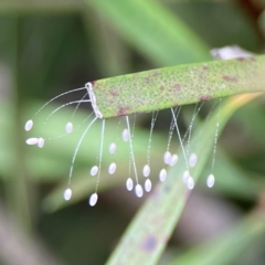 Neuroptera (order) at Sullivans Creek, Lyneham North - 13 Jan 2024