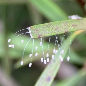 Neuroptera (order) at Sullivans Creek, Lyneham North - 13 Jan 2024