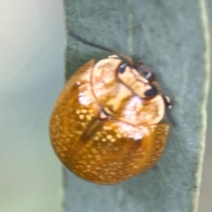 Paropsisterna cloelia at Sullivans Creek, Lyneham North - 13 Jan 2024 02:47 PM