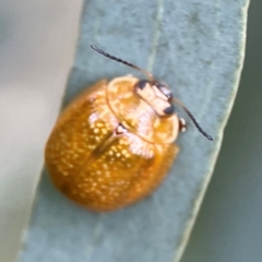 Paropsisterna cloelia at Sullivans Creek, Lyneham North - 13 Jan 2024