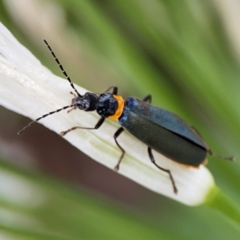 Chauliognathus lugubris (Plague Soldier Beetle) at Sullivans Creek, Lyneham North - 13 Jan 2024 by Hejor1