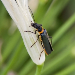 Chauliognathus lugubris at Sullivans Creek, Lyneham North - 13 Jan 2024