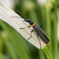 Chauliognathus lugubris at Sullivans Creek, Lyneham North - 13 Jan 2024